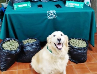 Carabineros incauta más de 40 kilos de marihuana a conductor en ruta 5 Norte a la altura de Nogales