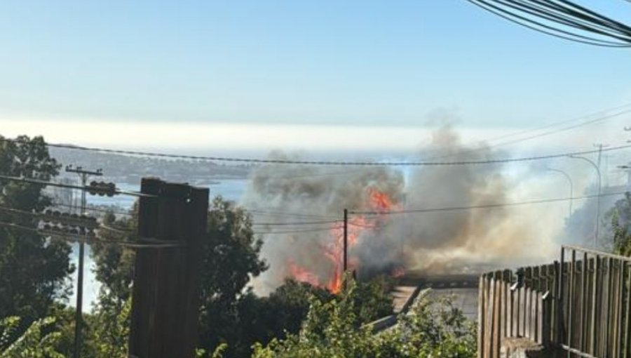 Bomberos y personal de Conaf combaten incendio forestal en sector de Agua Santa en Viña del Mar