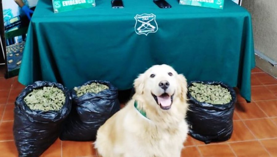 Carabineros incauta más de 40 kilos de marihuana a conductor en ruta 5 Norte a la altura de Nogales