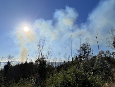 Declaran Alerta Amarilla para la comuna de Valparaíso por incendio forestal que ha consumido 5 hectáreas en Laguna Verde
