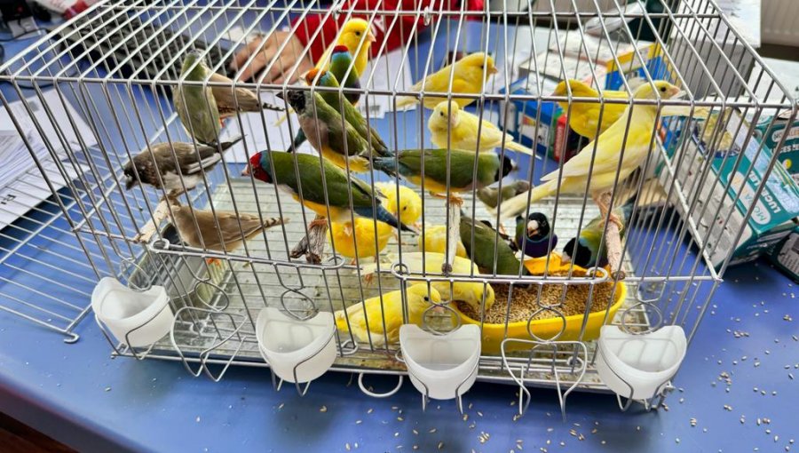 Punta Arenas: descubren contrabando de aves domésticas escondidas en cajas de ampolletas