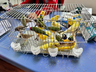 Punta Arenas: descubren contrabando de aves domésticas escondidas en cajas de ampolletas