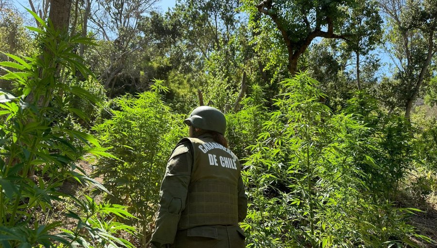 2.345 plantas de Cannabis y 10 kilos de marihuana fueron incautados en Casablanca