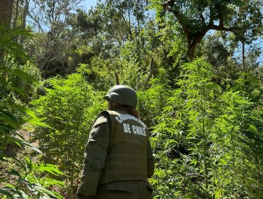 2.345 plantas de Cannabis y 10 kilos de marihuana fueron incautados en Casablanca
