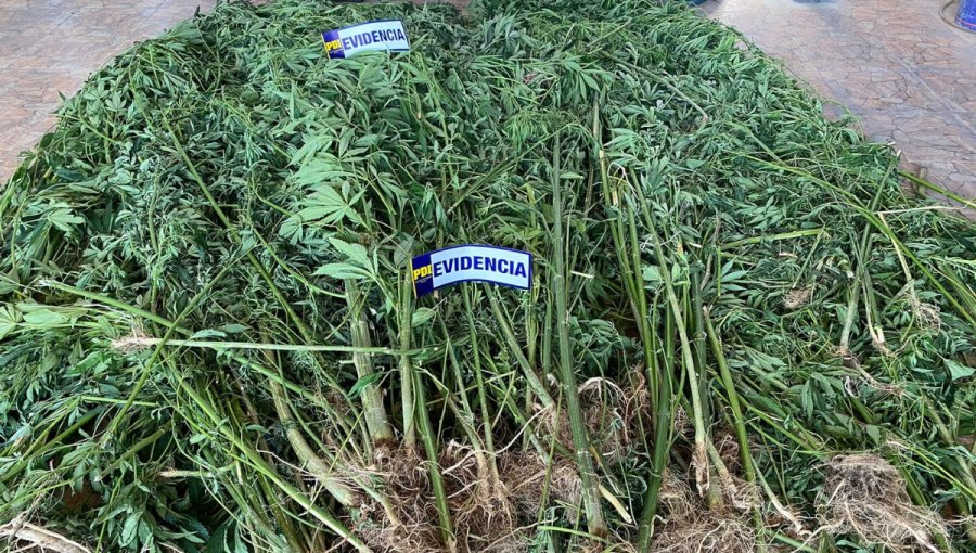 120 plantas de cannabis fueron incautadas en Hijuelas