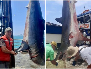 Tiburón atrapado en Constitución es un mako protegido: Sernapesca inicia investigación