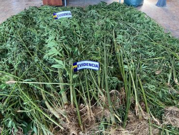 120 plantas de cannabis fueron incautadas en Hijuelas