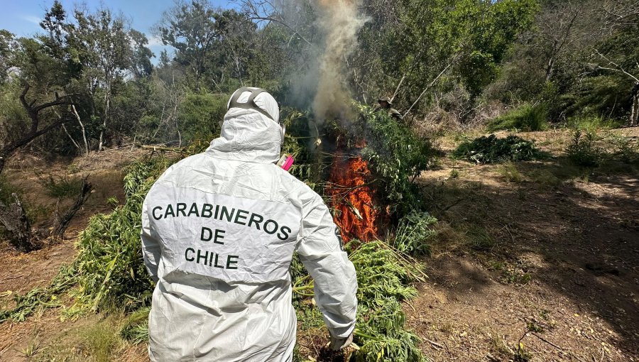 Incautan más de 3 mil plantas de cannabis en el sector Tapihue de Casablanca