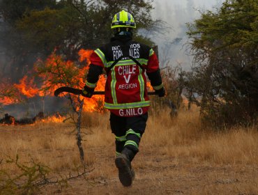 Declaran alerta roja por incendios forestales en Lonquimay