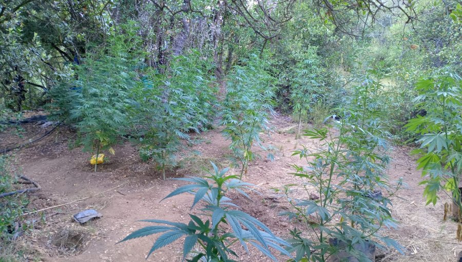 Operativo termina con más de 3.500 plantas de marihuana incautadas en Limache y La Ligua