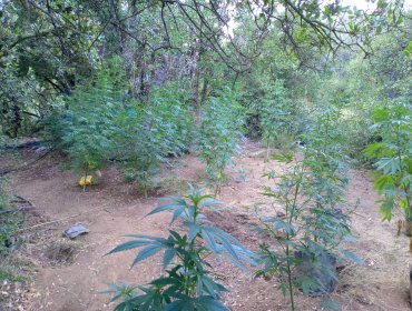 Operativo termina con más de 3.500 plantas de marihuana incautadas en Limache y La Ligua