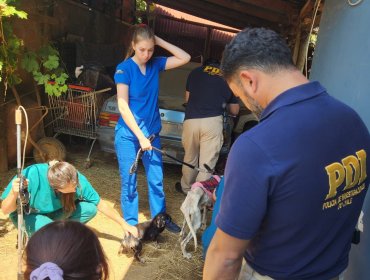 Detienen en Villa Alemana a mujer que mantenía cinco perros en avanzado estado de desnutrición