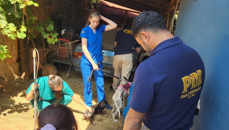 Detienen en Villa Alemana a mujer que mantenía cinco perros en avanzado estado de desnutrición