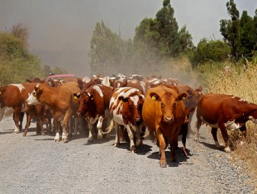 Camión robado que transportaba bovinos volcó en Lo Espejo: Tránsito se encuentra interrumpido