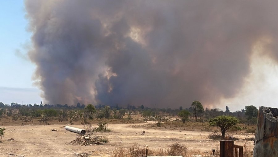 Declaran Alerta Roja para la comuna de Papudo por incendio forestal que presenta "avance rápido"