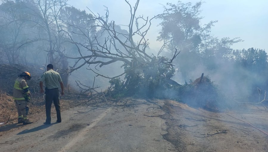 Sin avance se encuentra el incendio forestal en la comuna de Papudo: 20 hectáreas han sido consumidas