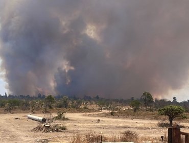 Declaran Alerta Roja para la comuna de Papudo por incendio forestal que presenta "avance rápido"