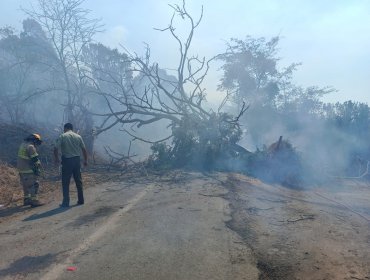 Sin avance se encuentra el incendio forestal en la comuna de Papudo: 20 hectáreas han sido consumidas