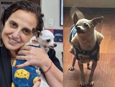 Luego de cinco años, perro chihuahua robado en Plaza de Armas es recuperado por la PDI y se reencuentra con su familia