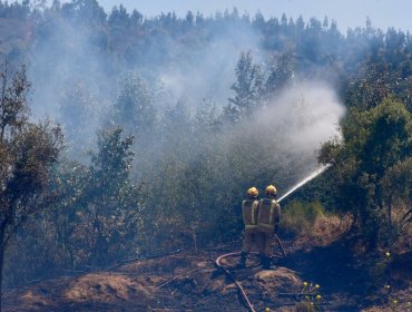 Ordenan evacuar tres sectores de Purén por incendio forestal