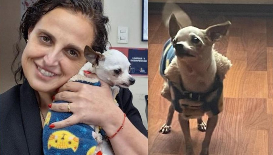 Luego de cinco años, perro chihuahua robado en Plaza de Armas es recuperado por la PDI y se reencuentra con su familia