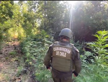 Detenido un trabajador de parquímetro en San Antonio que vendía drogas en horario laboral