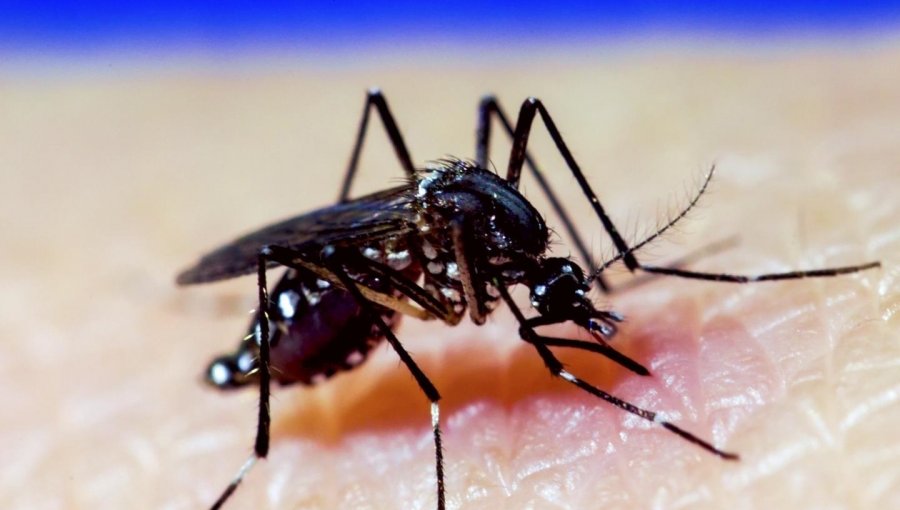 Perú: Gobierno decreta emergencia en 20 regiones por masivo brote de Dengue