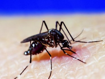 Perú: Gobierno decreta emergencia en 20 regiones por masivo brote de Dengue