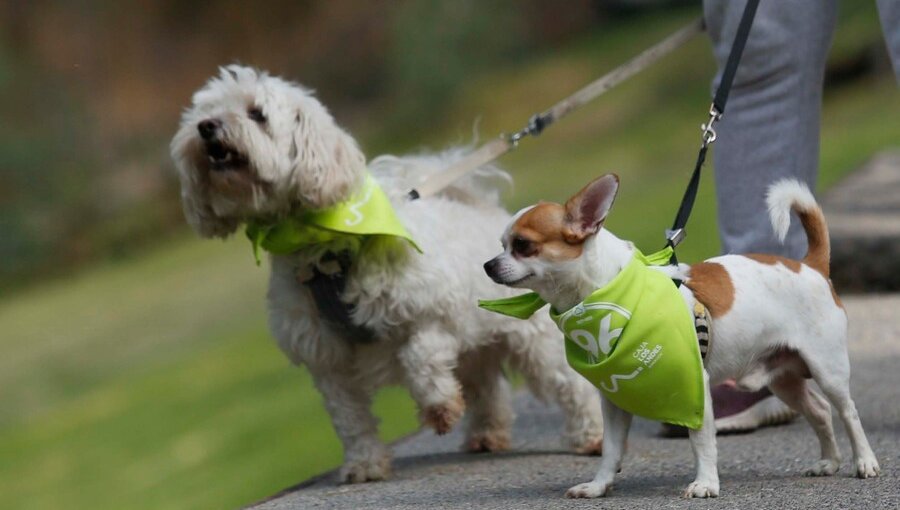 Registro Nacional de Mascotas comparte los nombres más populares de perros y gatos en Chile