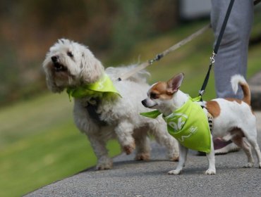 Registro Nacional de Mascotas comparte los nombres más populares de perros y gatos en Chile