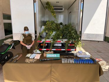 Detienen a tres sujetos que fueron sorprendidos cargando un camión con matas de marihuana en Quintero