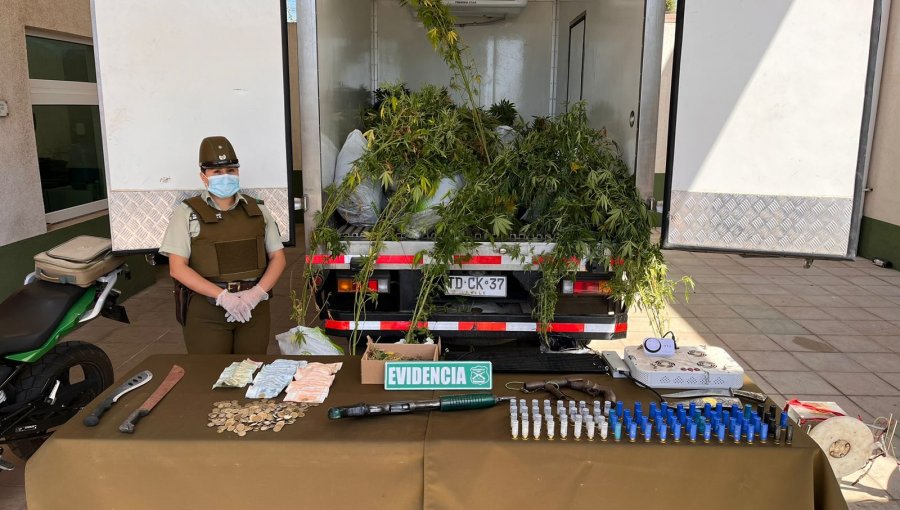 Detienen a tres sujetos que fueron sorprendidos cargando un camión con matas de marihuana en Quintero