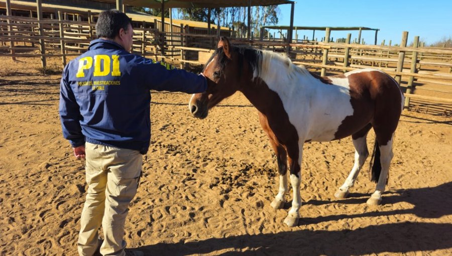 Recuperan cinco de los 10 caballos usados para equinoterapia que fueron sustraídos en Puchuncaví