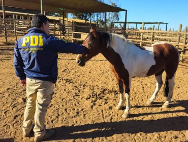 Recuperan cinco de los 10 caballos usados para equinoterapia que fueron sustraídos en Puchuncaví