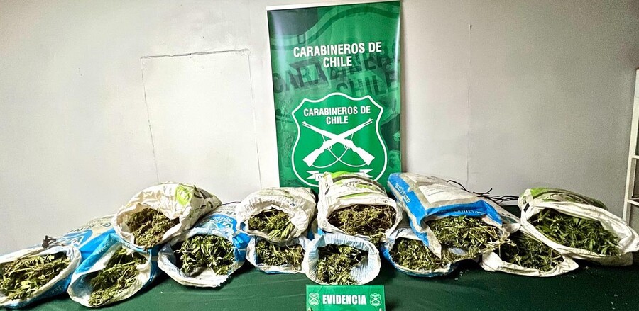 Descubren cuatro canchas con más de 6.400 plantas de cannabis en Chimbarongo