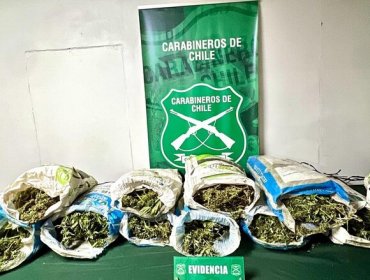 Descubren cuatro canchas con más de 6.400 plantas de cannabis en Chimbarongo