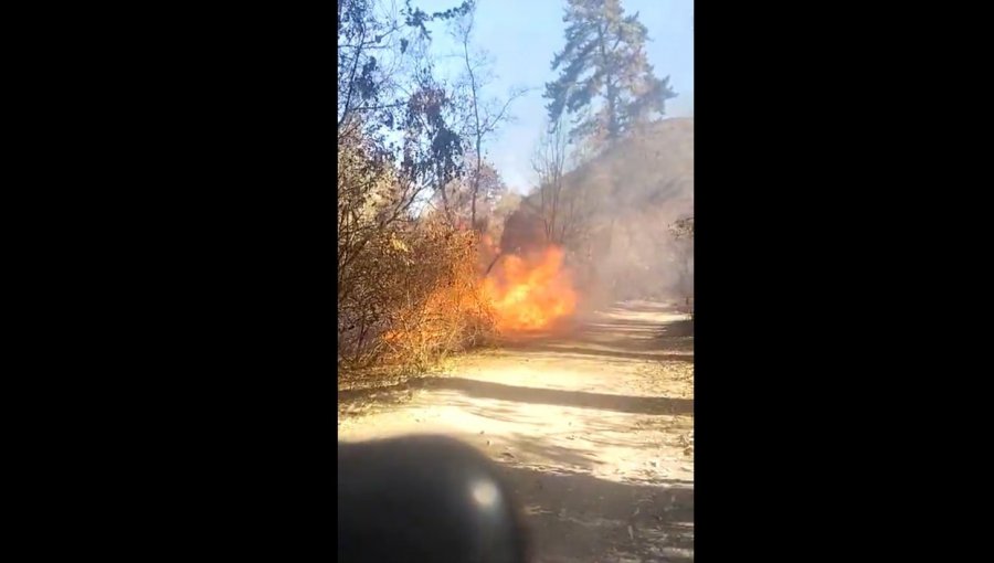 Incendio forestal se registra en el Jardín Botánico de Viña del Mar: fuego afecta a pastizales del recinto