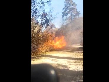 Incendio forestal se registra en el Jardín Botánico de Viña del Mar: fuego afecta a pastizales del recinto