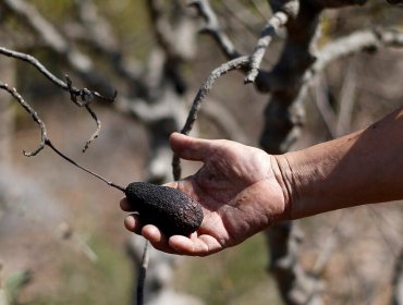 Expertos advierten que Petorca y el Valle del Aconcagua serían las zonas que sufrirán más los impactos del fenómeno de la Niña