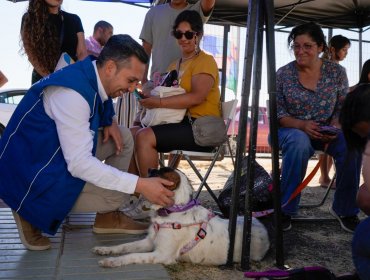 Juzgado de Colina acoge querella por maltrato animal por brutal matanza de perros en Lampa