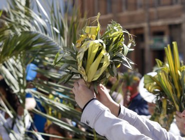 Roban arbustos desde una plaza en Concón para usarlos durante celebración del Domingo de Ramos