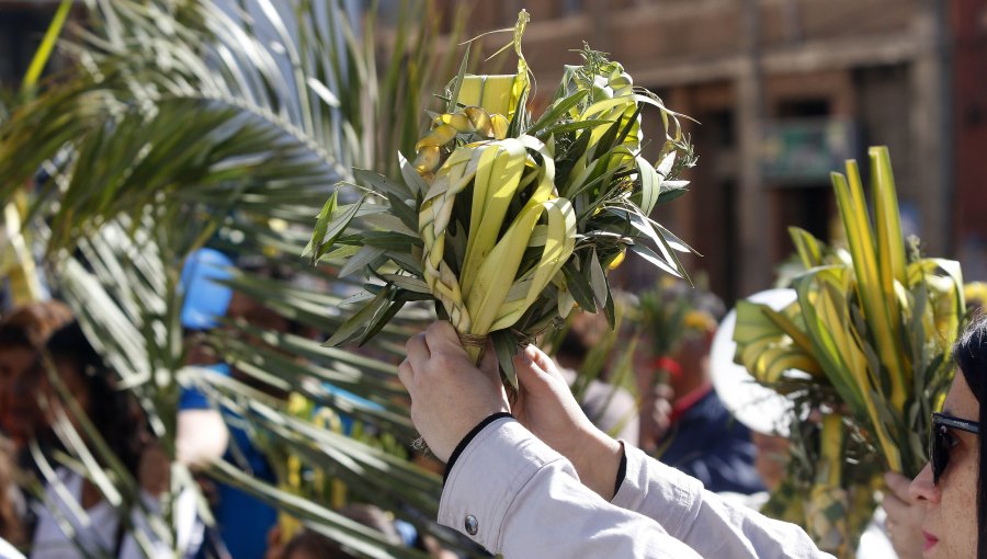 Roban arbustos desde una plaza en Concón para usarlos durante celebración del Domingo de Ramos