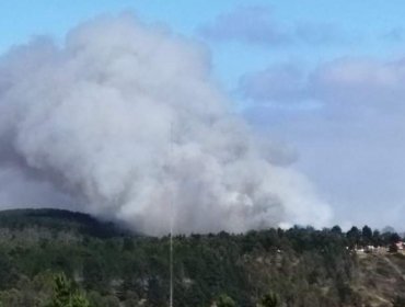 Incendio forestal amenaza a bosque de pinos en Laguna Verde