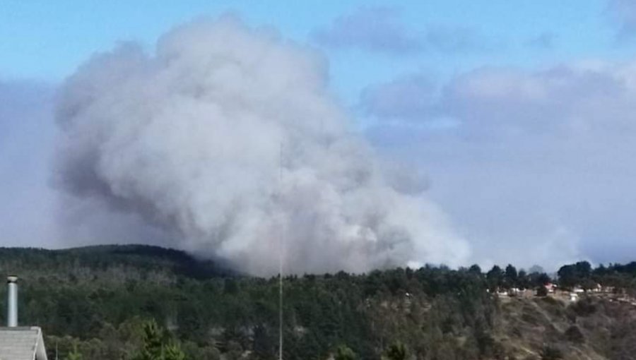 Incendio forestal amenaza a bosque de pinos en Laguna Verde