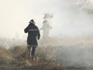 Recuperación de suelo tras incendio en Viña del Mar podría extenderse por 50 años