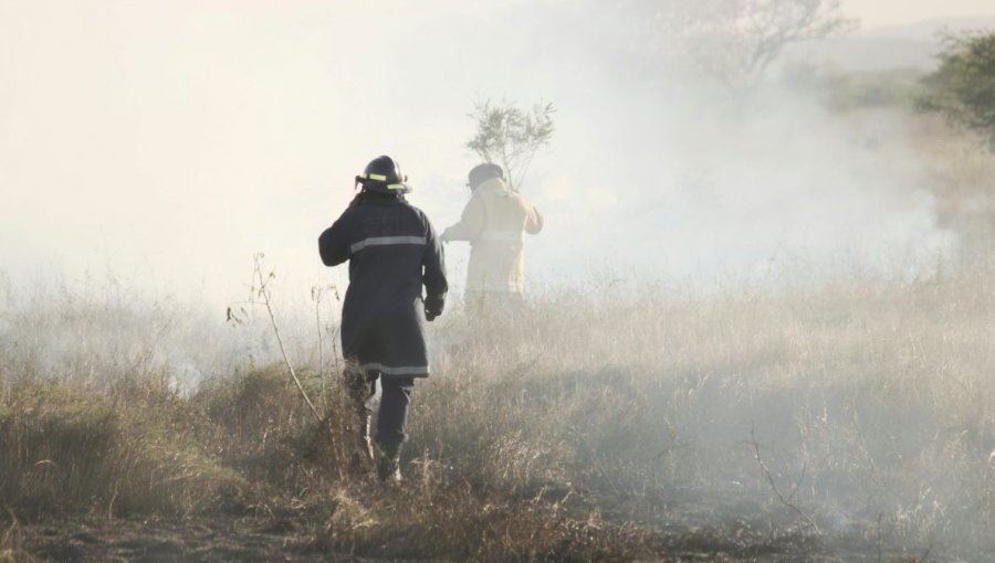 Recuperación de suelo tras incendio en Viña del Mar podría extenderse por 50 años