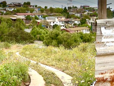 Vecinos de Villa Dulce denuncian "actividades delictivas" detrás de resistencia del Municipio de Ripamonti a proyecto habitacional en Viña
