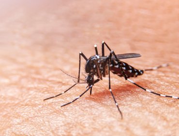 Biólogo sostiene que el cambio climático puede ser uno de los factores en el aumento de casos de dengue