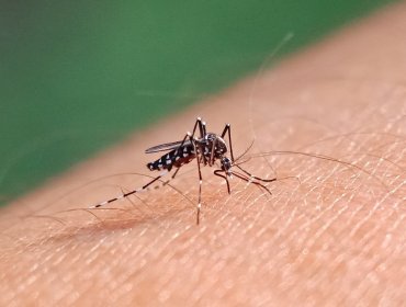 Ministerio de Salud informó sobre tres casos autóctonos confirmados de dengue en Isla de Pascua