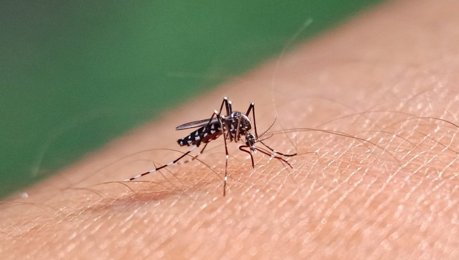 Ministerio de Salud informó sobre tres casos autóctonos confirmados de dengue en Isla de Pascua